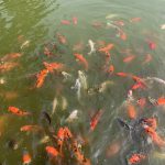 Amin Fish Farms & Ind. Ltd.