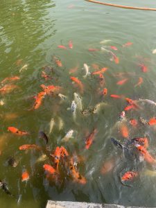 Amin Fish Farms & Ind. Ltd.