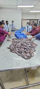Anraj Fish Products Industries Ltd.
