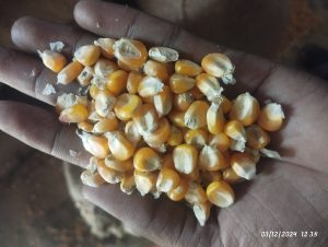 Krishi Pannaya Feeds Ltd.