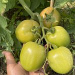 Mollika Seed Company